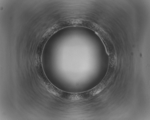 X0000068260704200604211045