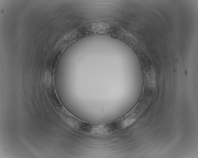 X0000068260705200604211045