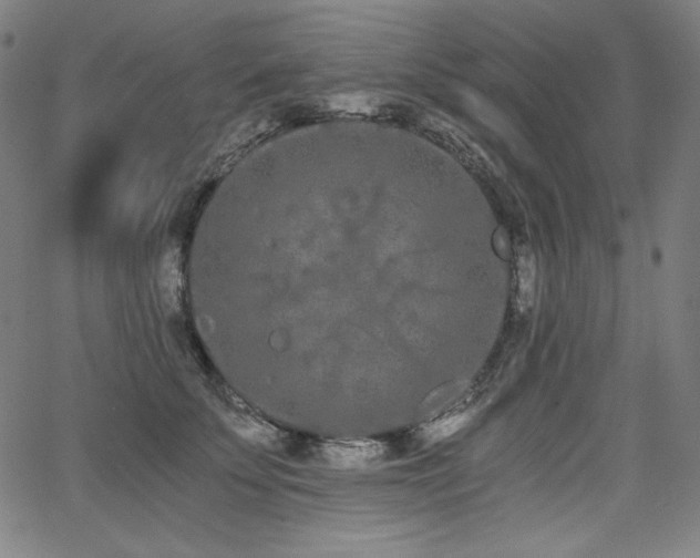 X0000068260707200604211045