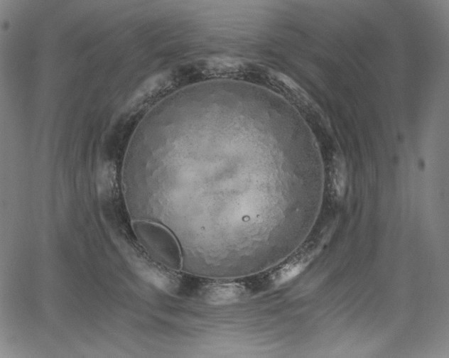 X0000068260711200604211044