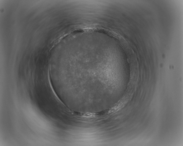 X0000068260720200604211044