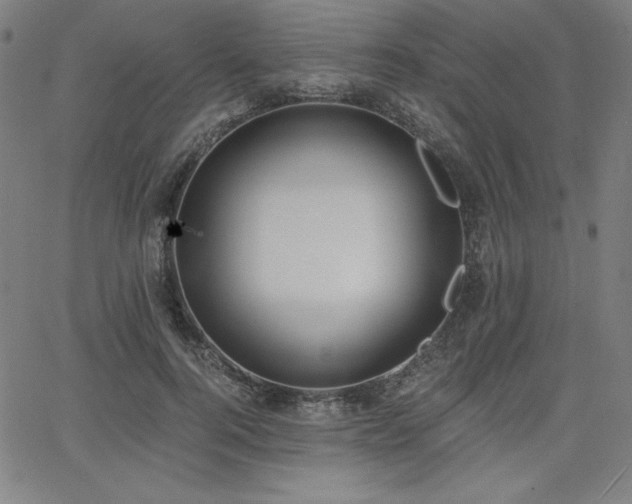 X0000068260744200604211044