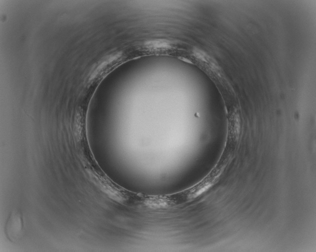 X0000068260762200604211044