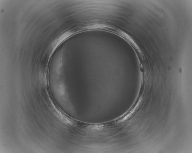 X0000068260810200604211043