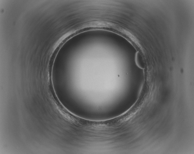 X0000068260837200604211042