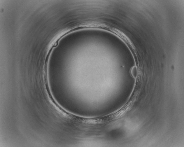 X0000068260855200604211043