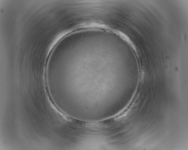 X0000068260863200604211043