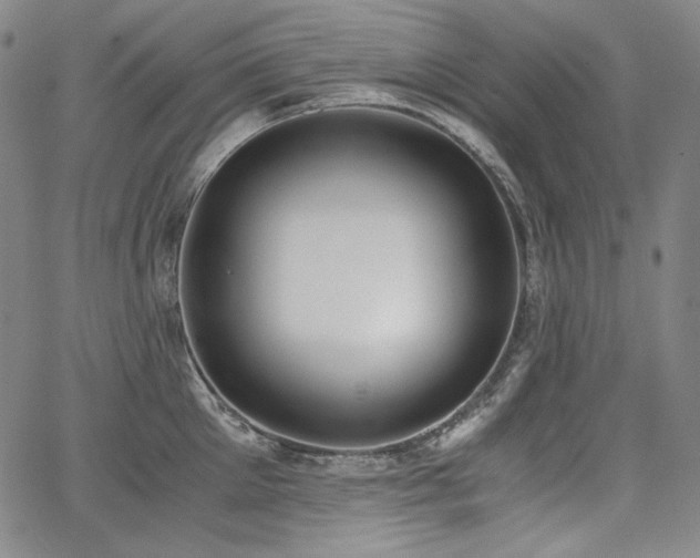 X0000068260905200604211041