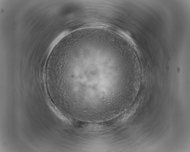 X0000068260907200604211041