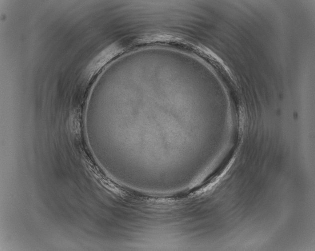 X0000068260921200604211040