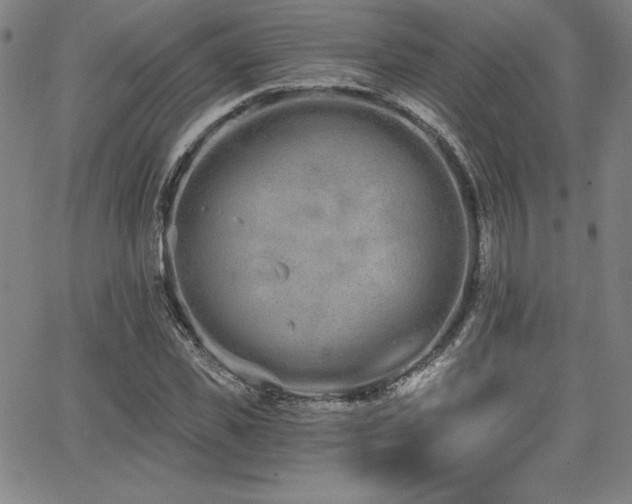 X0000068260925200604211040