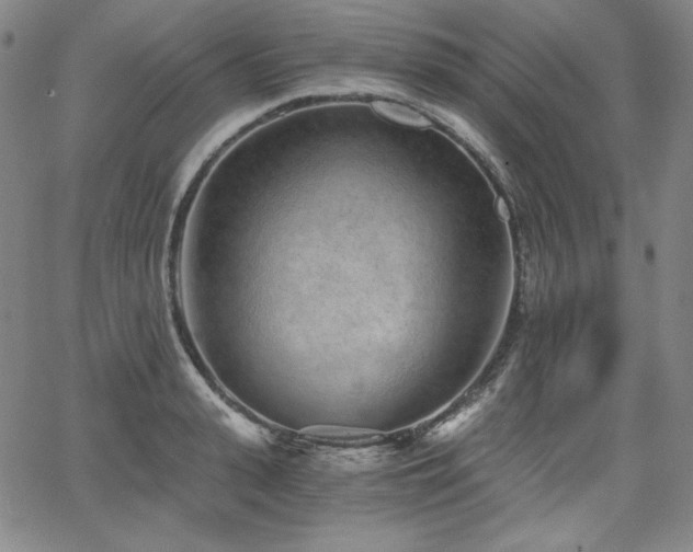 X0000068260943200604211041