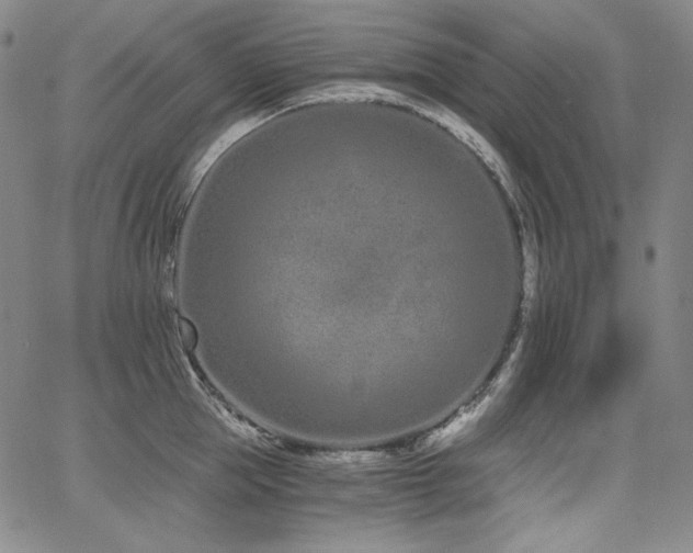 X0000068260953200604211041