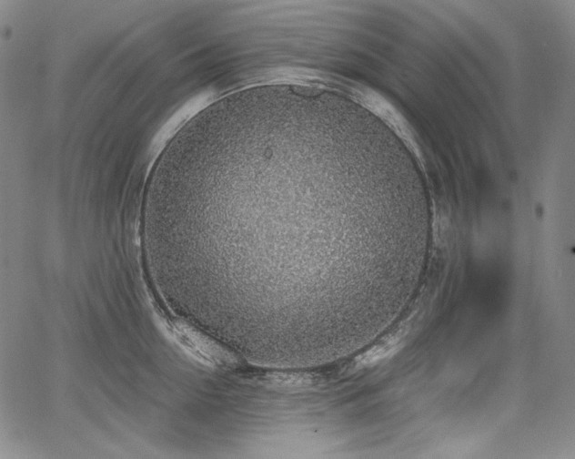 X0000068260954200604211041