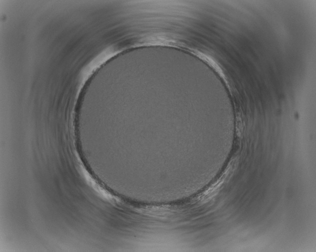 X0000068260995200604211040