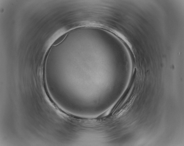 X0000068261007200604211039