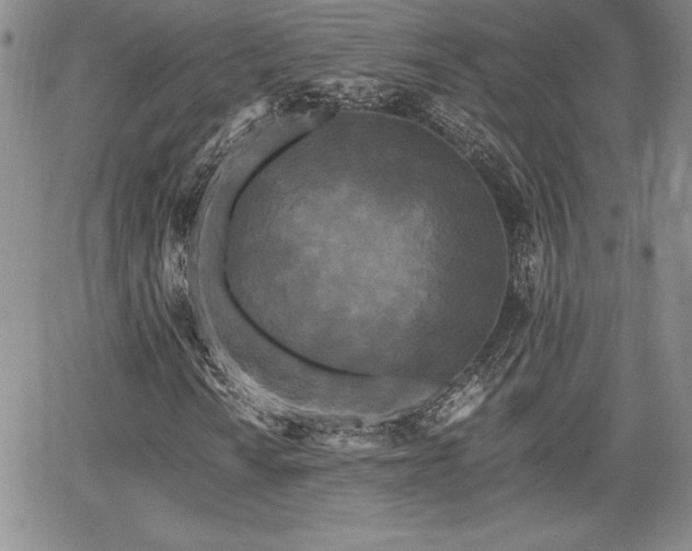 X0000068261010200604211039