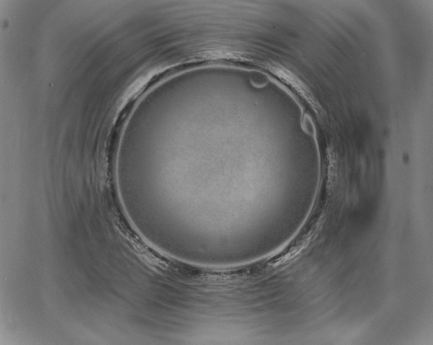 X0000068261023200604211039