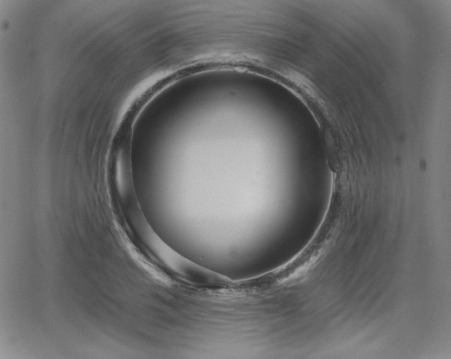 X0000068261030200604211039