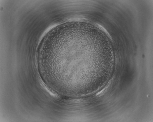 X0000068261035200604211039