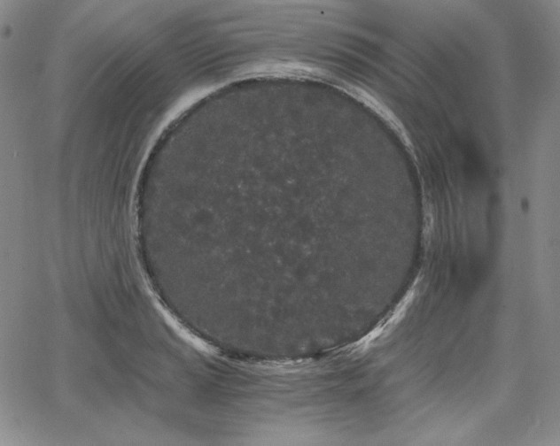 X0000068261037200604211039