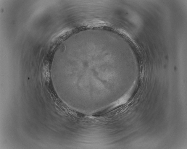 X0000068261063200604211039