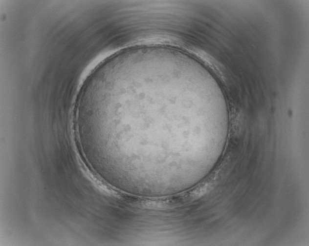 X0000068261086200604211038