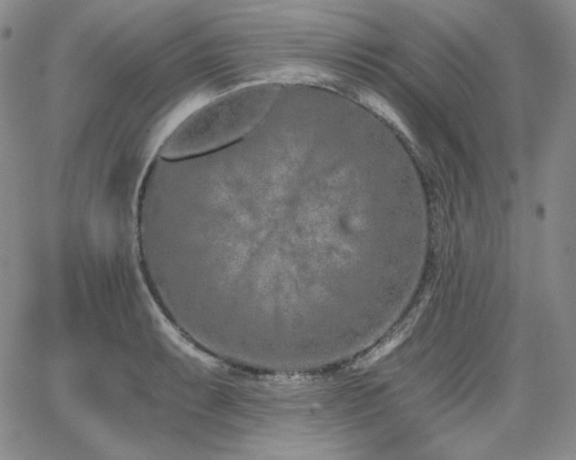 X0000068261087200604211038