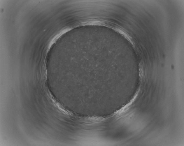 X0000068261117200604211037