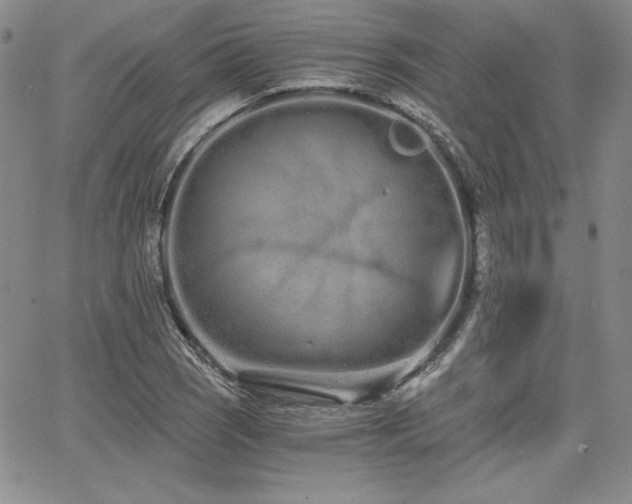 X0000068261121200604211037