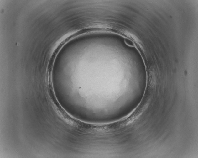 X0000068261125200604211037