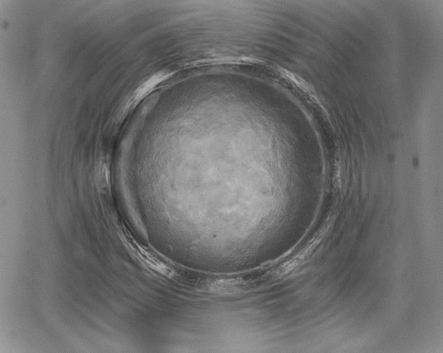 X0000068261161200604211037