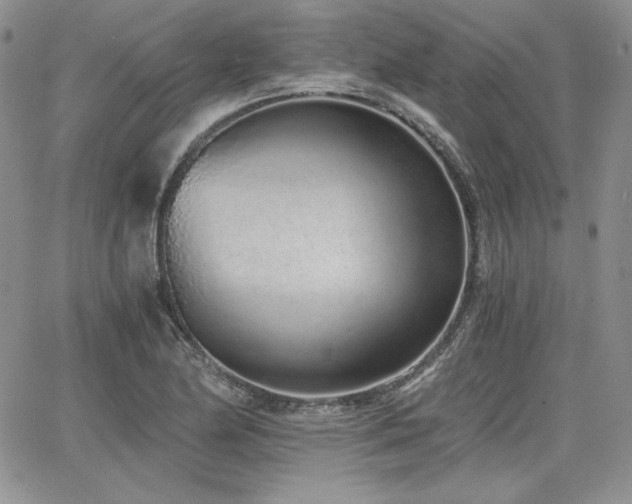 X0000068261174200604211037