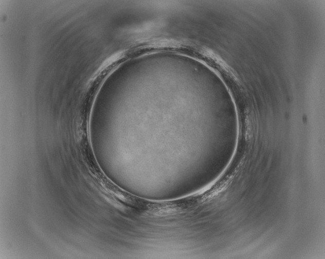 X0000068261213200604211036