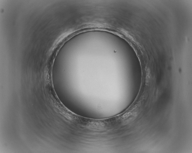 X0000068261215200604211036