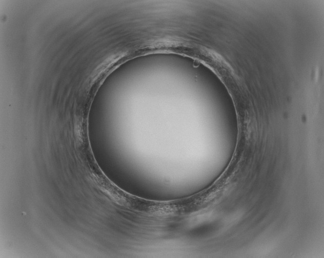 X0000068261217200604211036