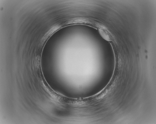 X0000068261233200604211036