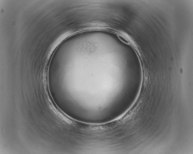 X0000068261243200604211036