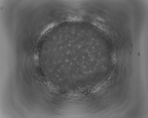 X0000068261254200604211035