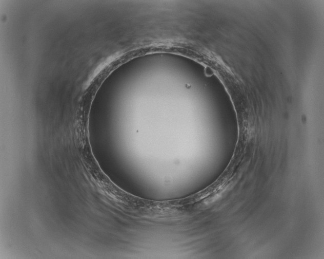 X0000068261256200604211035