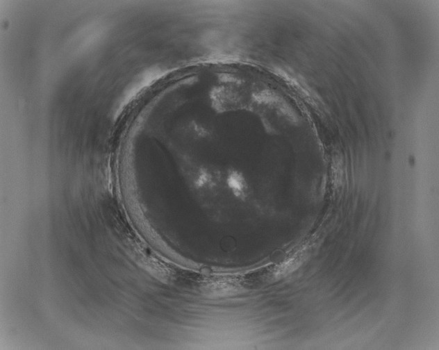 X0000068261262200604211035