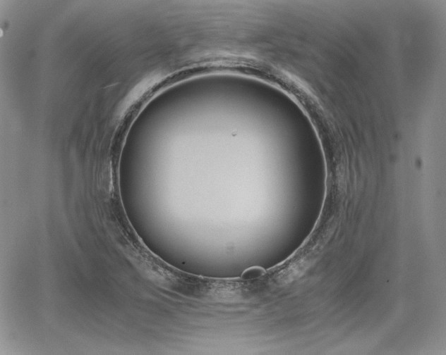 X0000068261267200604211035