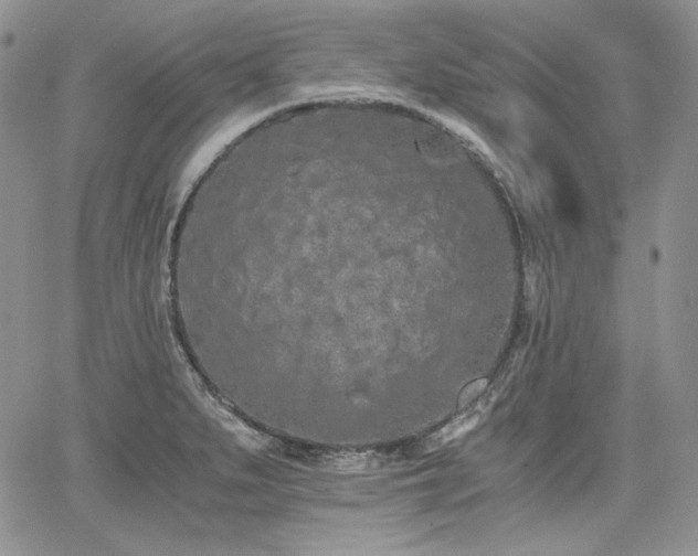 X0000068261279200604211035