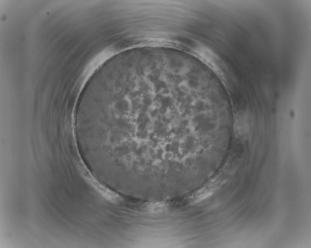 X0000068261283200604211035