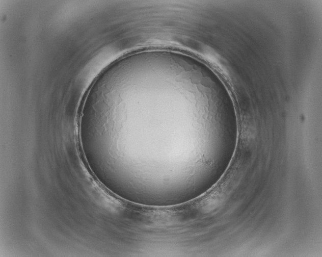 X0000068261287200604211035