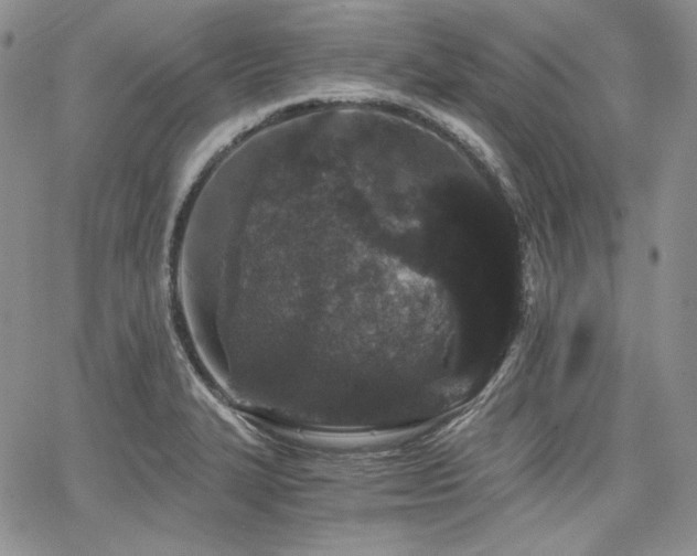 X0000068261327200604211034