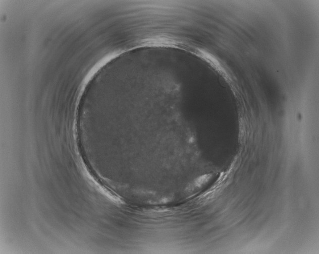 X0000068261331200604211035