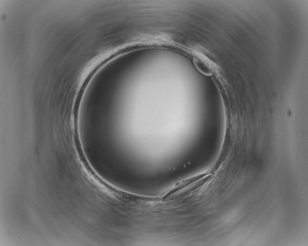 X0000068261335200604211035