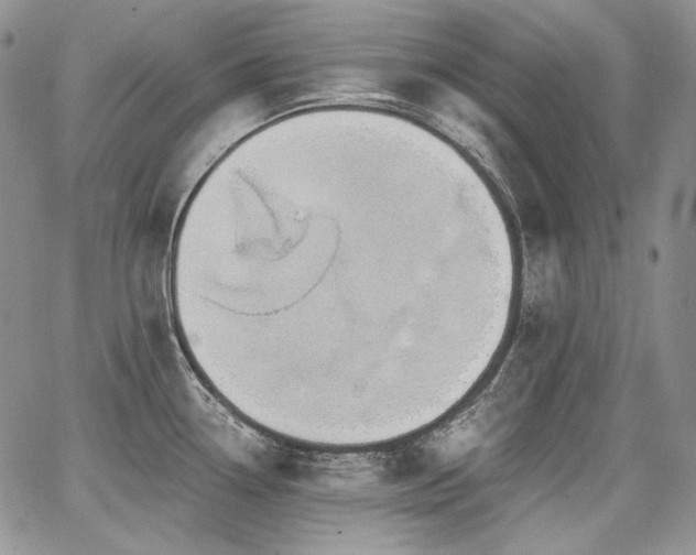 X0000068261338200604211035