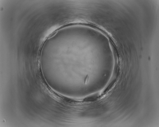 X0000068261367200604211034